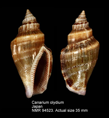 Canarium olydium (13).jpg - Canarium olydium (Duclos,1844)